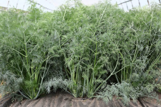 Укроп Аллигатор Гавриш (калибр < 2.2мм)