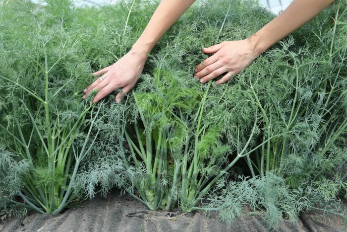 Укроп Аллигатор Гавриш (калибр < 2.2мм)