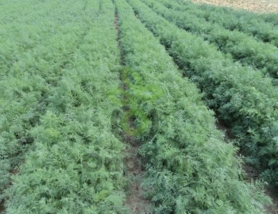 Укроп Аллигатор Гавриш (калибр < 2.2мм)