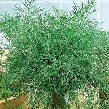 (м.ф.) Укроп Нежность 2гр Поиск