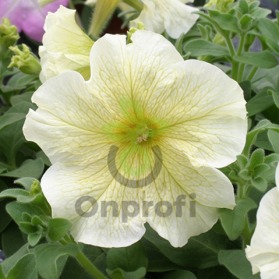 (п.ф.) Петуния Призм Саншайн, 100 шт (№9-4-68) Поиск