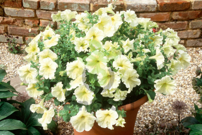 (п.ф.) Петуния Призм Саншайн, 100 шт (№9-4-68) Поиск