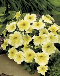 (п.ф.) Петуния Призм Саншайн, 100 шт (№9-4-68) Поиск