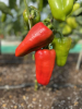 Перец Юбилейный Семко F1,
