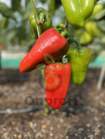 Перец Юбилейный Семко F1,