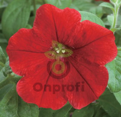 (п.ф.) Петуния Опера Ред, 100 драже (№9-1-57)