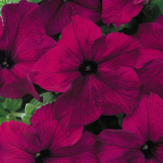 (п.ф.) Петуния Дримс Бургунди F1,