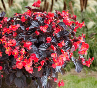 (п.ф.) Бегония Викинг Ред Он Шоколад, 100 шт (№6-215)