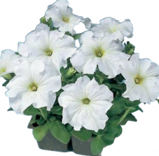 (п.ф.) Петуния Фалкон Вайт F1,