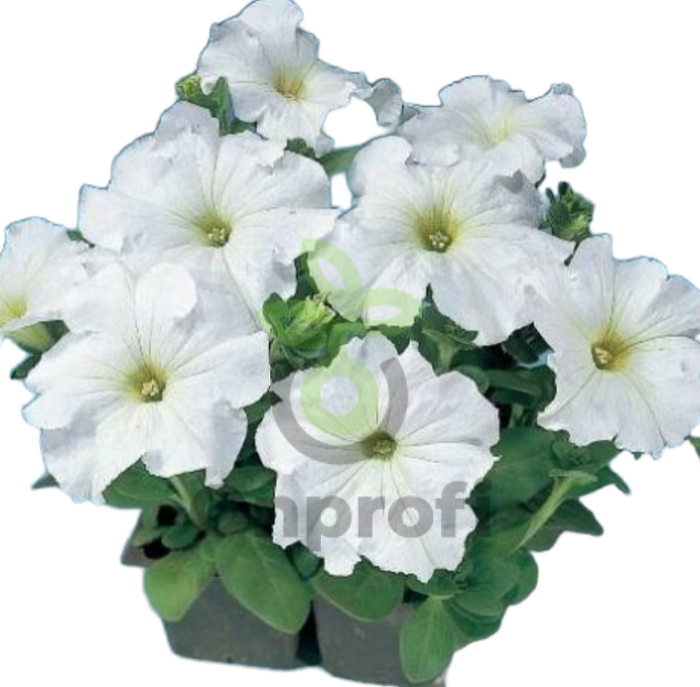 (п.ф.) Петуния Фалкон Вайт F1,