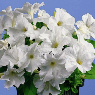 (п.ф.) Петуния Фалкон Вайт F1,