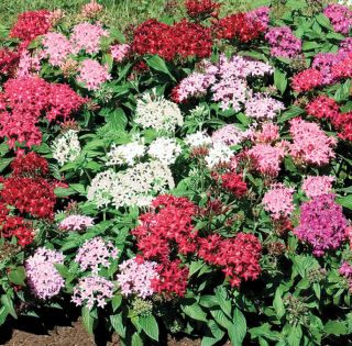 (п.ф.) Пентас Нью Лук Микс ,100 драже (№6-523)