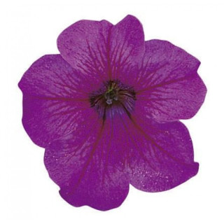 (п.ф.) Петуния Игл Плам Вейн F1,