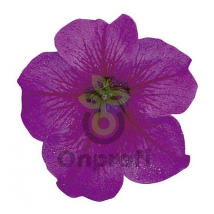 (п.ф.) Петуния Игл Плам Вейн F1,