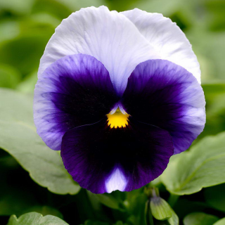 (п.ф.) Виола Спринг Матрикс Биконсфилд F1, 1000 шт (№4-140)