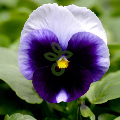 (п.ф.) Виола Спринг Матрикс Биконсфилд F1, 1000 шт (№4-140)