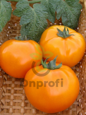 Томат Хурма,