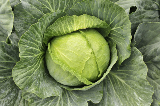 Капуста белокочанная Бруно F1,
