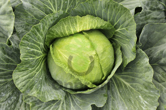 Капуста белокочанная Бруно F1,