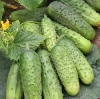 Огурец Каскад, 1гр (фасовка)