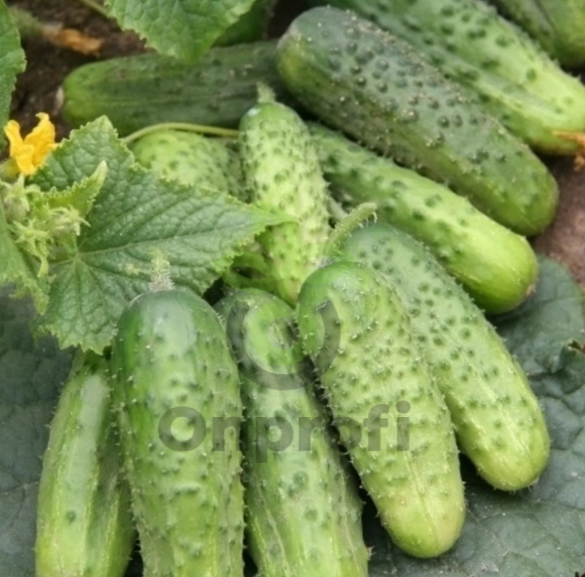 Огурец Каскад, 1гр (фасовка)