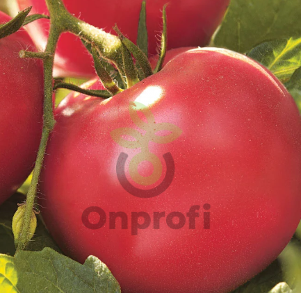 Томат Лакомка, 0,5гр (фасовка)