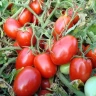 Томат Галилея F1,