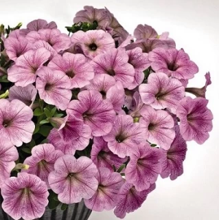 (п.ф.) Петуния Саксесс Сильвер Вейн,