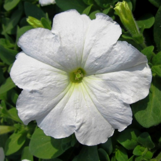 (п.ф.) Петуния Дримс Вайт F1,