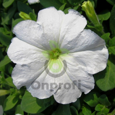 (п.ф.) Петуния Дримс Вайт F1,