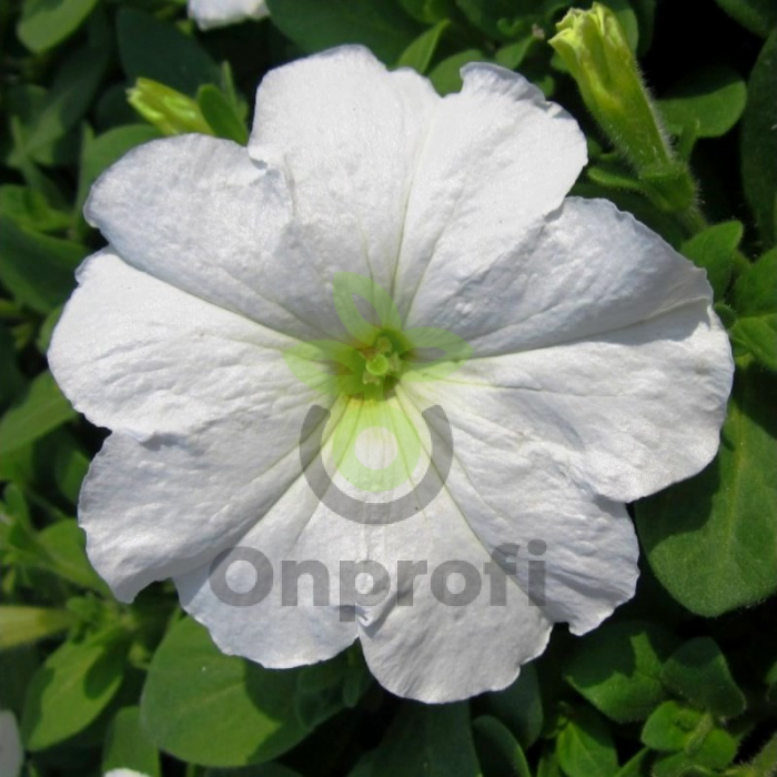 (п.ф.) Петуния Дримс Вайт F1,