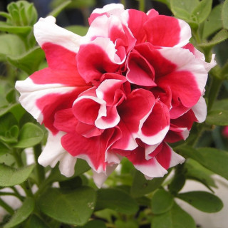 (п.ф.) Петуния Пируэт Ред, 100 драже (№9-2-39)