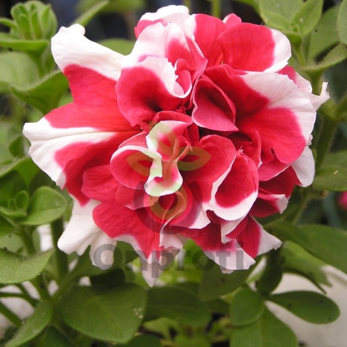 (п.ф.) Петуния Пируэт Ред, 100 драже (№9-2-39)