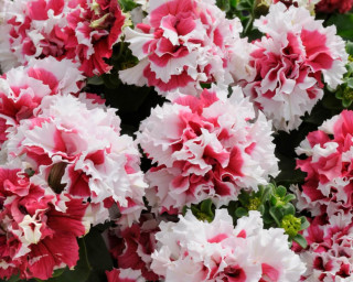 (п.ф.) Петуния Пируэт Ред, 100 драже (№9-2-39)