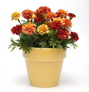 (п.ф.) Бархатцы Строберри Блонд,
