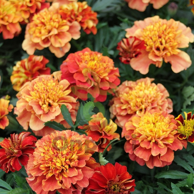 (п.ф.) Бархатцы Строберри Блонд,