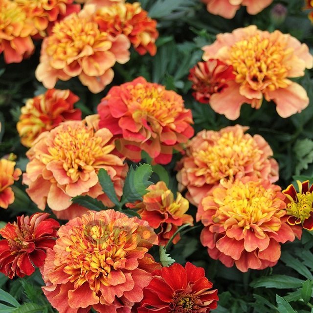 (п.ф.) Бархатцы Строберри Блонд,