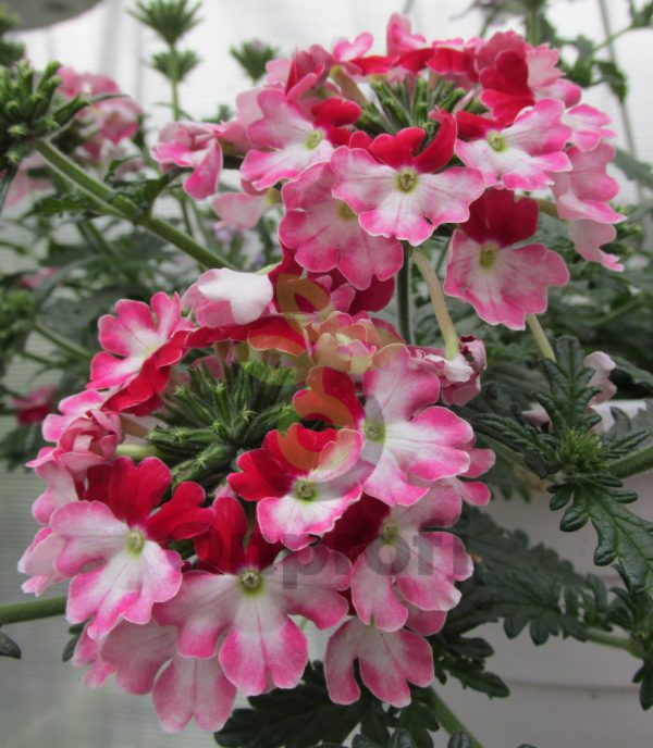 (п.ф.) Вербена Обсешн Твистер Ред, 100 шт (№6-219)