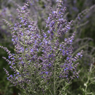 (п.ф.) Перовския Блю Стил,