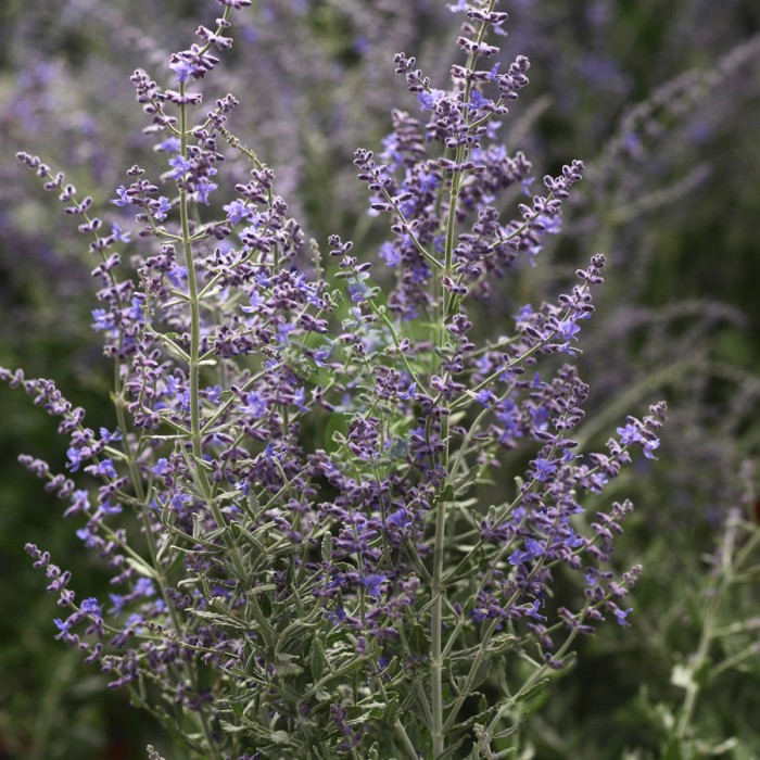(п.ф.) Перовския Блю Стил,
