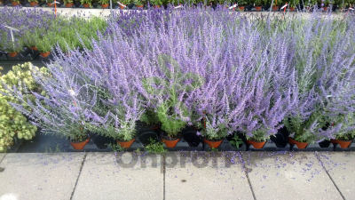 (п.ф.) Перовския Блю Стил,