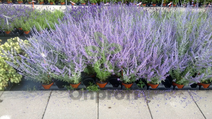 (п.ф.) Перовския Блю Стил,