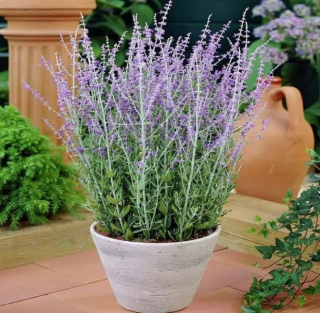 (п.ф.) Перовския Блю Стил,