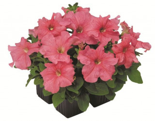 (п.ф.) Петуния Игл Салмон F1,