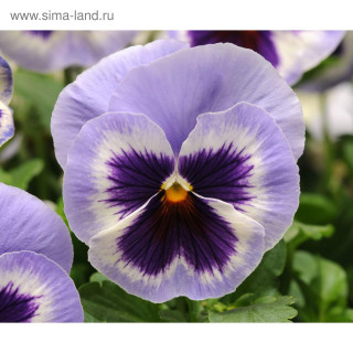 (п.ф.) Виола Спринг Матрикс Блю Винг F1,