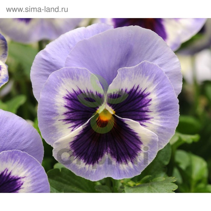 (п.ф.) Виола Спринг Матрикс Блю Винг F1, 1000 шт (№4-141)