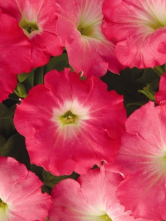 (п.ф.) Петуния Изи Вейв Рози Дон F1,