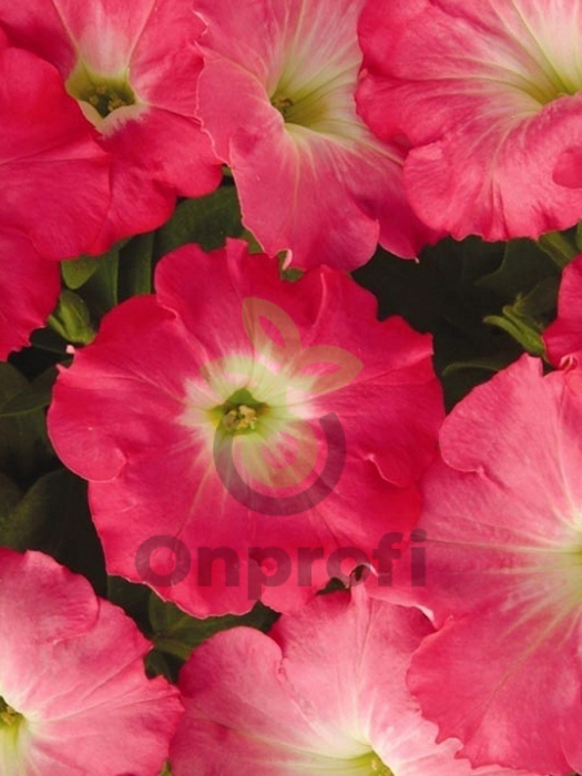 (п.ф.) Петуния Изи Вейв Рози Дон F1,