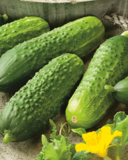 Огурец Берлиоз F1,