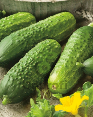 Огурец Берлиоз F1,